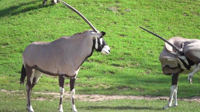 Gemsbok, gemsbuck or South African oryx (Oryx gazella) is large antelope in genus Oryx. It is native to arid regions of Southern Africa, Kalahari Desert. It is depicted on coat of arms of Namibia.