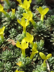 Zbliżenie na żółte kwiaty rośliny z gatunku Draba