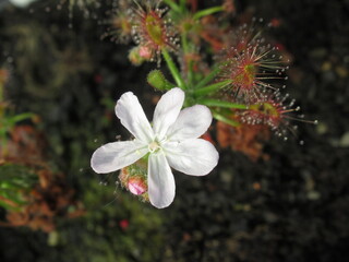 Zbliżenie na biały kwiat rośliny z gatunku drosera scorpioides 