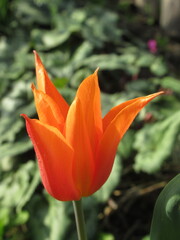 Zbliżenie na kwiat pomarańczowego tulipana