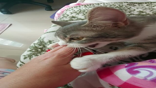 funny gray cat, silly cat photo, grey kitten meme, cute cat humor, hilarious cat pic, cat face expression, weird cat moment, goofy kitty image, grey tabby joke, crazy cat picture, pet meme photo, grum