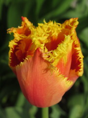 Zbliżenie na kwiat pomarańczowego tulipana strzępiastego