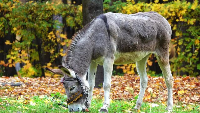 Gray donkey grazing in the old city autumn park.
