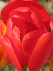 Zbliżenie na wyjątkowy kwiat czerwonego tulipana - obrazy, fototapety, plakaty