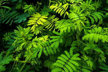 green fern background