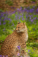 leopard in flowers 