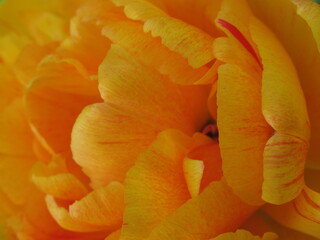 Zbliżenie na kwiat żółtego tulipana © Kumulugma