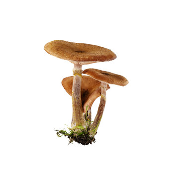 Bunch of mushrooms isolated on transparent background. Mushrooms with moss cut out for design.