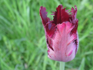 Zbliżenie na brązowe kwiaty tulipana papuziego