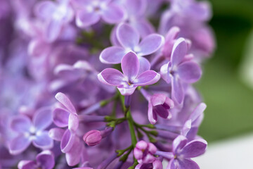 Postcard with purple lilacs. Beautiful spring flowers