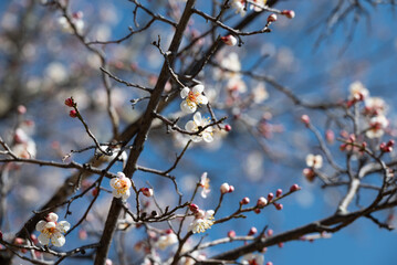 Winter plum blossoms in full bloom