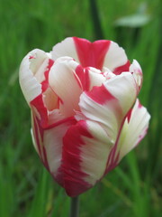 Zbliżenie na biało-czerwone kwiaty tulipana