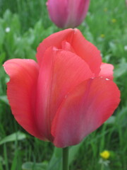 Zbliżenie na kwiat różowego tulipana © Kumulugma