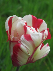 Zbliżenie na biało-czerwone kwiaty tulipana