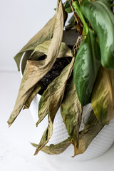 A half-withered dieffenbachia flower. Flowers during the war