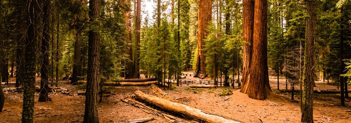 Majestic Giants: 4K Photo of Sequoia Trees in California's National Forest