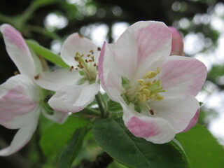 Fototapeta na wymiar Zbliżenie na jasnoróżowe kwiaty jabłoni