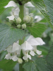 Zbliżenie na białe kwiaty rośliny z gatunku jasnota