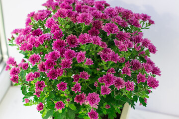 Autumn still life with garden flowers. Beautiful autumnal bouquet in vase