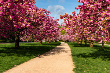 Weg in einem Park von blühenden Kirschblütenbäumen umgeben, niemand, horizontal