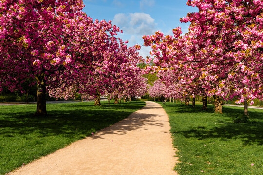 Weg in einem Park von bl&uuml;henden Kirschbl&uuml;tenb&auml;umen umgeben, niemand, horizontal