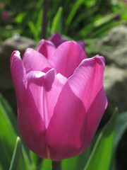 Zbliżenie na kwiat różowego tulipana - obrazy, fototapety, plakaty