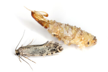 Nemapogon granella (European grain worm or European grain moth) is a species of tineoid moth. Moth and cocoon and abandoned pupa. Isolated on a white background. - obrazy, fototapety, plakaty