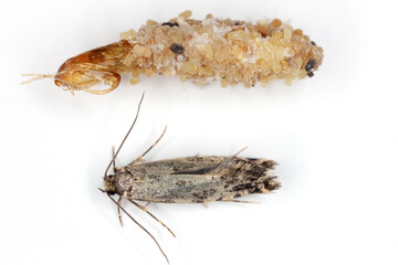 Nemapogon granella (European grain worm or European grain moth) is a species of tineoid moth. Moth...