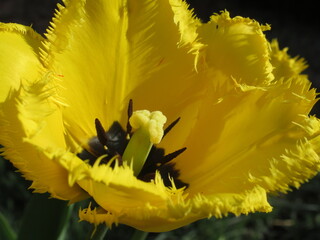 Zbliżenie na kwiat żółtego tulipana strzępiastego © Kumulugma