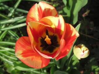 Zbliżenie na kremowo-czerwony kwiat tulipana