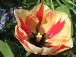 Zbliżenie na kremowo-czerwony kwiat tulipana © Kumulugma