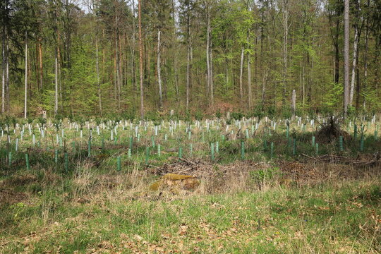 Schonung mit jungen Bäumen im Wald bei Weissach
