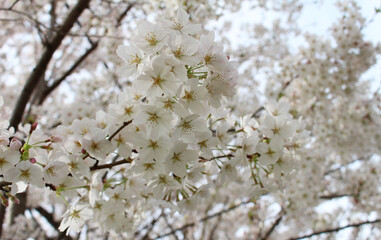 Closeup of Cherry blossoms Background