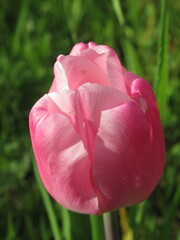 Zbliżenie na kwiat różowego tulipana