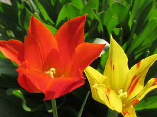 Zbliżenie na kwiat pomarańczowego tulipana - obrazy, fototapety, plakaty
