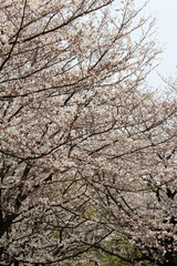 Fototapeta premium Cherry trees with cherry blossoms and trees with fresh green leaves background