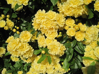 Banksia rose