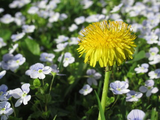 Zbliżenie na kwiat mniszka na tle drobnych niebieskich kwiatów