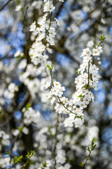 blossoming tree in spring. White flowers in spring.
