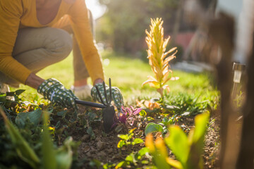 Close up image of  senior woman gardening in her yard. She is using rake while   planting a flower.