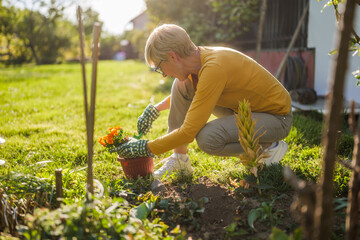 Happy senior woman gardening in her yard. She is is planting a flower. - 790819270