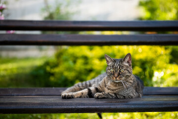 Beautiful domestic cat enjoys resting on bench in garden. - 790819411