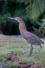 Brazilian Savannah Bird
The birds of Brazil are very beautiful and have many colors.