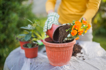 Close up image of senior woman gardening in her yard. She is planting flowers. - 790819464