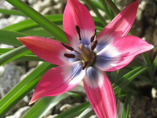 Zbliżenie na różowe kwiaty tulipana botanicznego