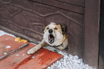 An old aggressive mongrel dog with a collar barks with a grin, aggressively attacks from a hole in...