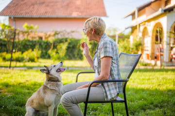 Happy  senior woman enjoys  feeding her beautiful husky dog in yard.