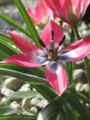 Zbliżenie na różowe kwiaty tulipana botanicznego