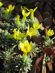 Zbliżenie na żółte kwiaty rośliny z gatunku głodek