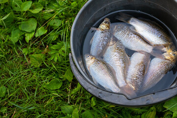 Freshly caught fish in a black bucket on green grass.